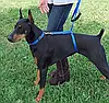 Повідець для собак The Instant Trainer leash понад 30 кг, Шлейка для великих собак, фото 11