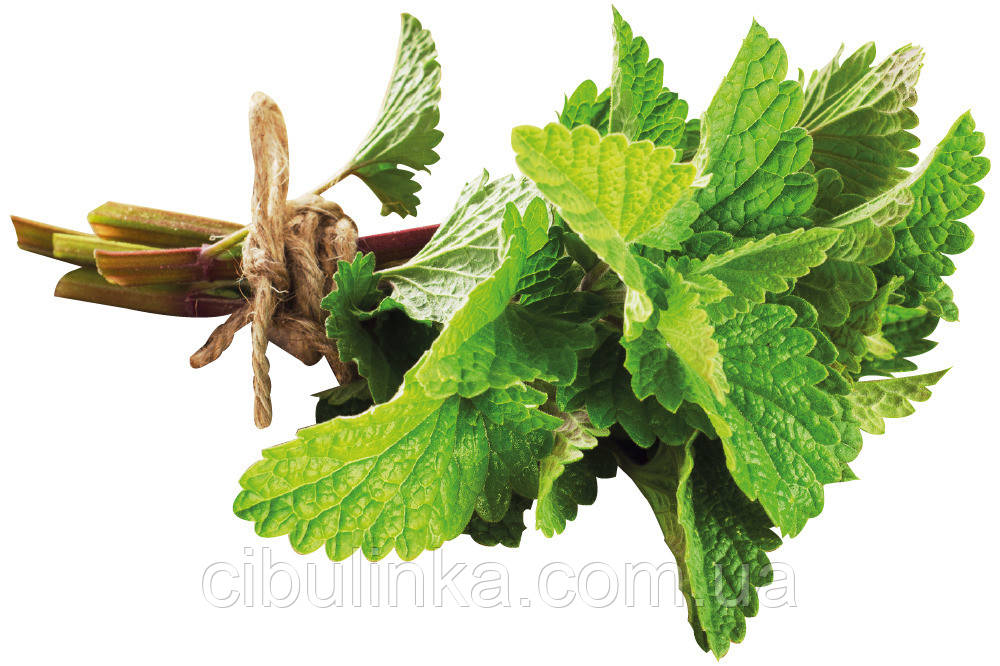 М'ята перцева Пепермінт Leda Agro 0,03 г, фото 1