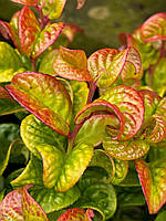 Леукотое "Curly Red" Leucothoe axillaris "Curly red".