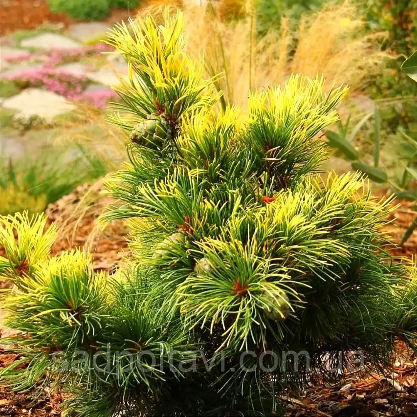 Сосна японськая Голдилокс /Pinus parviflora Goldilocks