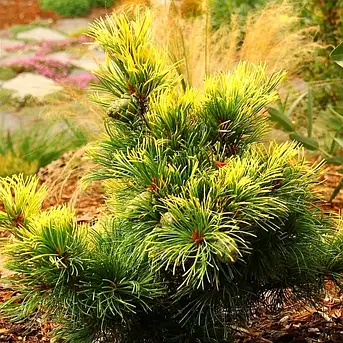 Сосна японськая Голдилокс /Pinus parviflora Goldilocks, фото 2