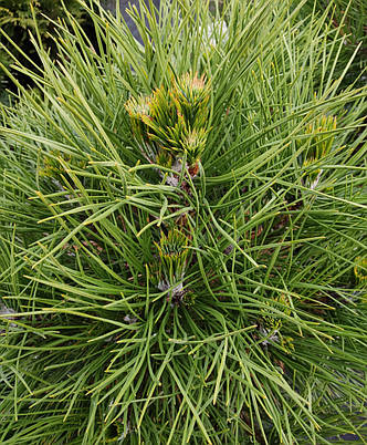 Сосна чорна Спилберг / С12/ h 60 /Pinus niigra Spielberg, фото 2