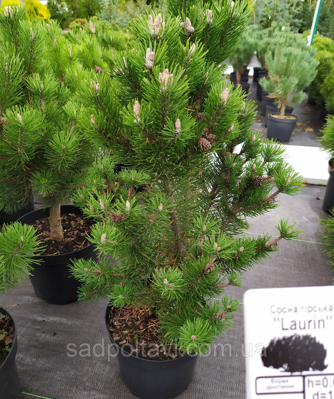 Сосна горная Лаурин /h60-70см/ Pinus mugo Laurin