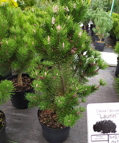 Сосна горная Лаурин /h60-70см/ Pinus mugo Laurin, фото 2