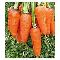 Морковь столовая Абако F1 (1,6-1,8) 1 млн.нас. Seminis (Сэмезис), Голандия