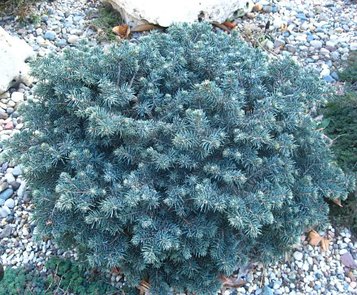 Ялина гірська Глаука Компакта (Glauca Compacta) С15