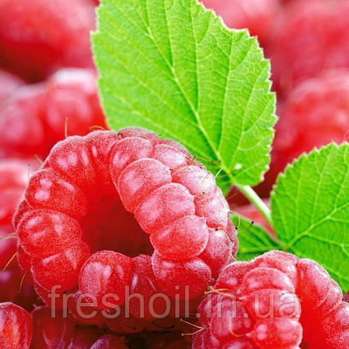 Кетон малины 0,5 кг, цена 1828.46 грн — Prom.ua (ID#360880384)