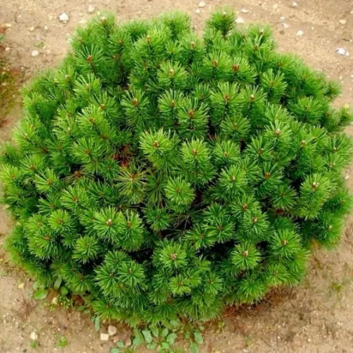 Саджанці Сосни гірської Мопс (Pinus mugo Mops), фото 1