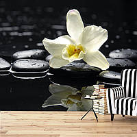 Фотообои с цветами "Белая орхидея на черных камнях"
