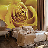 Фотообои с цветущей желтой розой