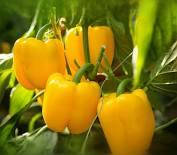 Турбін F1 Bejo 1000 насінин, насіння солодкого перцю TURBINE F1, насіння жовтого солодкого перцю, фото 2