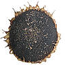 Насіння соняшнику Бомонд, фото 5