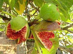 Як посадити інжир вдома: Технологія вирощування