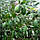 Фейхоя (Acca sellowiana) 20-30 см. Кімнатна, фото 2
