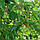 Фейхоя (Acca sellowiana) 20-30 см. Кімнатна, фото 9