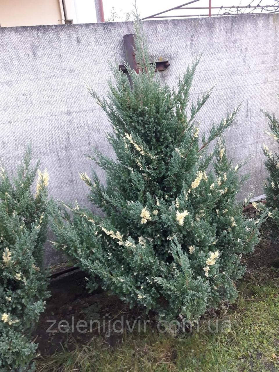 Можжевельник китайский 'Стрикта Вариегата' 2,5 года Juniperus chinensis 'Stricta Variegata' - фото 5 - id-p1245949778