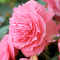Бегонія махрова рожева 6+