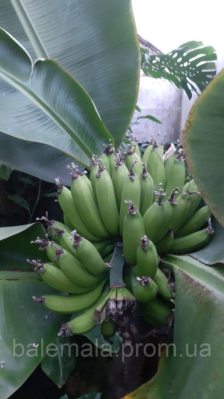 Банан, сорт Суперкарлик 10-21 см - фото 4 - id-p1947037582