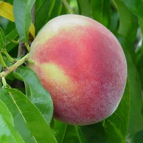 Персик Ерлі Хрест (ранній), фото 1