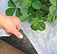 50 г/кв.м Агроволокно Чорно-біле 1,6 м Agreen, за метр пог., фото 3