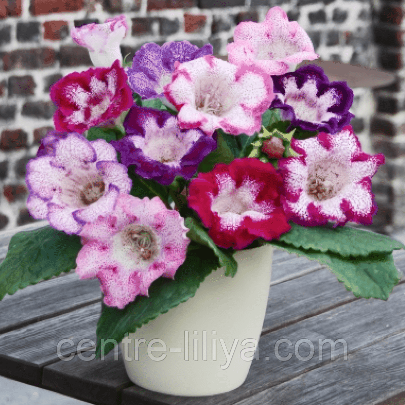 Глоксиния Tigre смесь 6+: продажа, цена в Миргороде. Семена и клубни ...