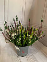 Вереск растение обыкновенный, Цветки вереска вазонок трава