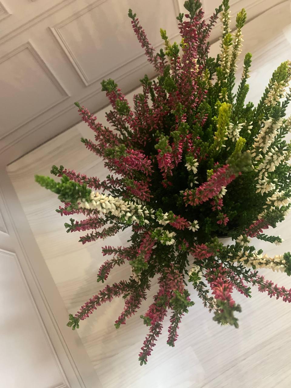 Вереск растение обыкновенный, Цветки вереска вазонок трава - фото 8 - id-p2025418573