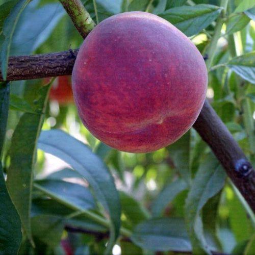 Персик Елегантна Леді (середньостиглий), фото 1