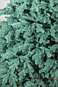 Лита штучна ялинка 180 см Ковалевська новорічна пластик Ялинка розбірна декоративна Блакитна, фото 3