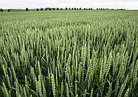 Семена пшеницы озимой яровой (двуручка) Леннокс Штрассе, 2023 р Германия, 1-я репродукция