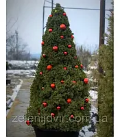 Новогодняя Ель канадская 'Коника' 4 года Picea glauca 'Conica'