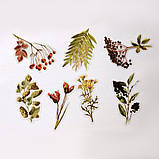 Набір фігурних наліпок "Ботанічні ілюстрації", фото 2