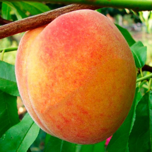 Персик Вардені (ранній), фото 1