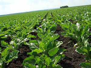 Насіння цукрового буряка гібрид АВТОРИТЕТНИЙ РС (стійкий до гліфосату)