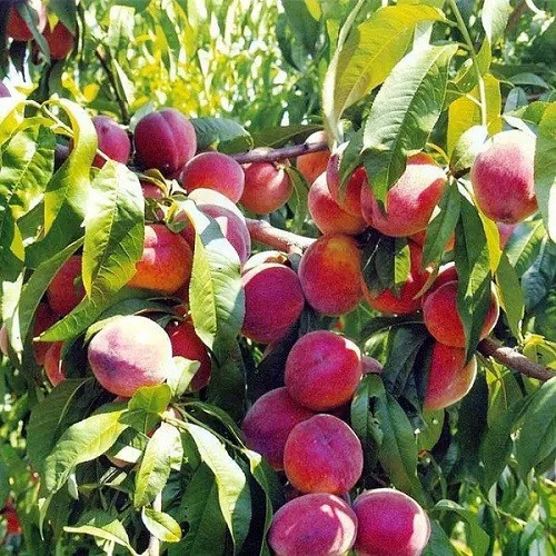 Персик Форт Болгарський (пізній)