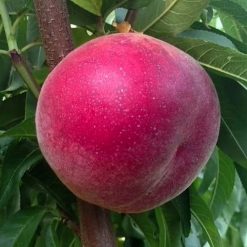 Персик Манон (середньостиглий), фото 1