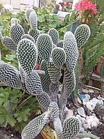 Кактус Опунция мелковолосистая (Opuntia microdasys)