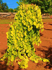 Церцис плакучий Голден Фалс \ Cercis can. 'Golden Falls' ( саджанці С15л 100-130см)