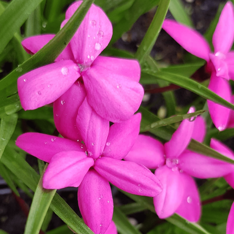 Родогіпоксіс Claudia