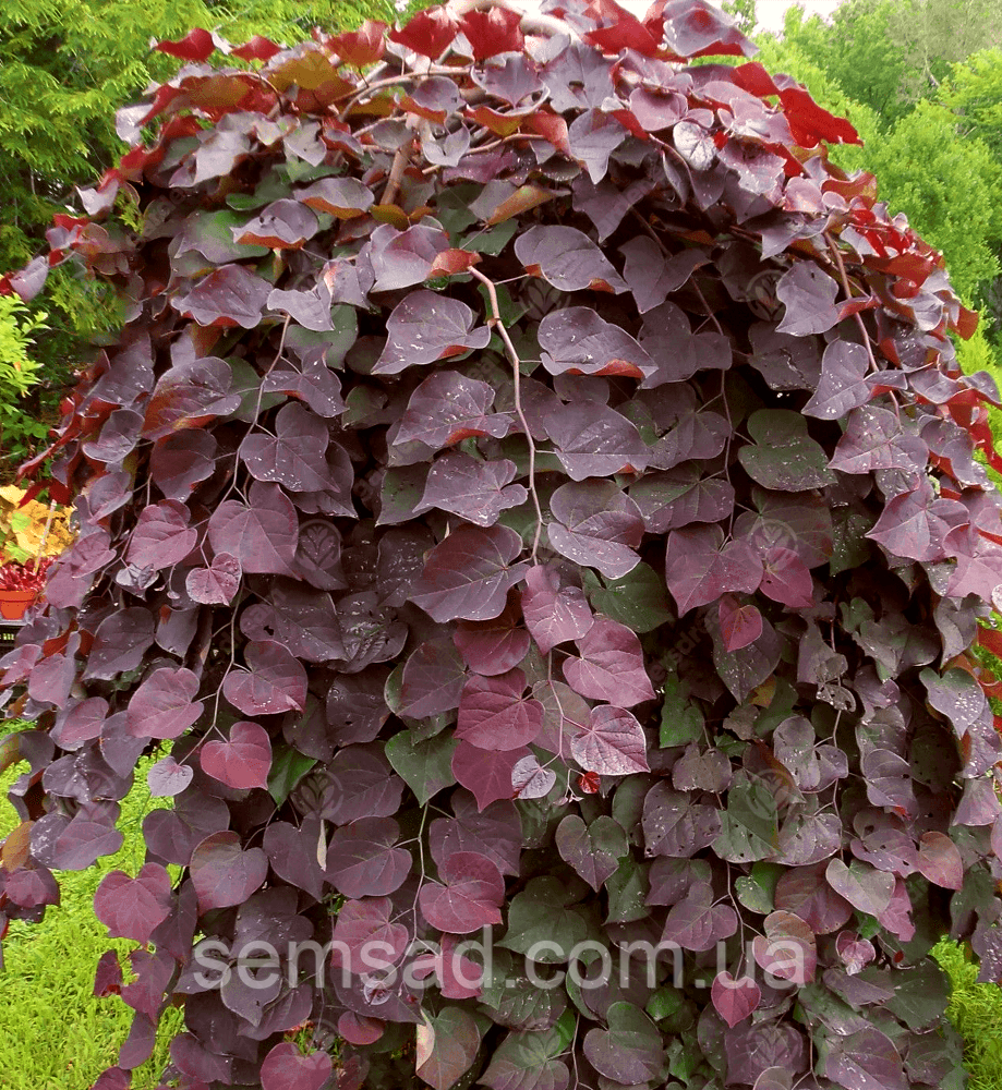 Церцис плакучий Рубі Фалс Cercis can.'Ruby Falls' ( саджанці С15л 100-130см)