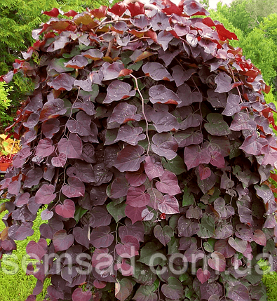 Церцис плакучий Рубі Фалс Cercis can.'Ruby Falls' ( саджанці С15л 100-130см), фото 2