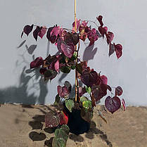 Церцис плакучий Рубі Фалс Cercis can.'Ruby Falls' ( саджанці С15л 100-130см), фото 3