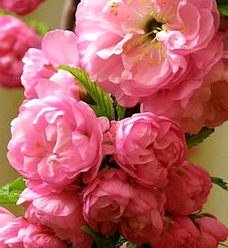Мигдаль-Луїзіанія Пінк Дабл Перфект \ Prunus triloba Pink Double Perfect ( саджанці 3 роки 150см )