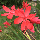 Схизостиліс (Schizostylis) coccinea, фото 3
