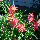 Схизостиліс (Schizostylis) coccinea, фото 5