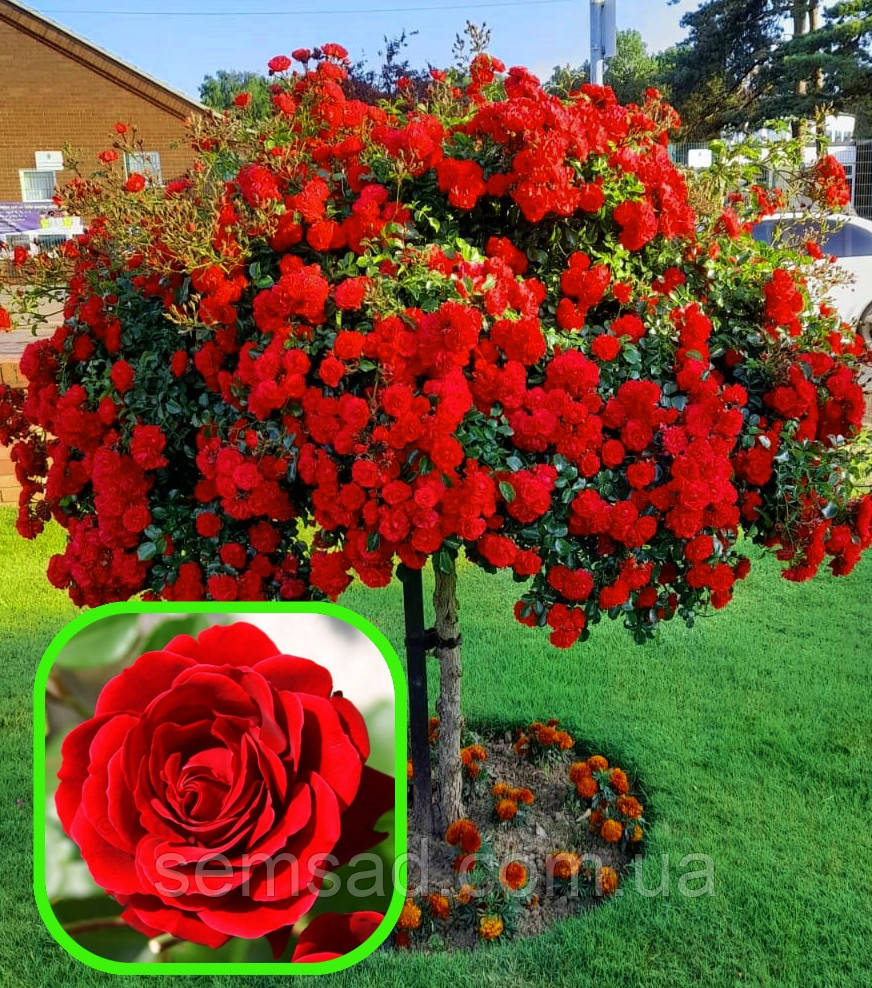 Троянда на штамбі Ель Торо ( саджанці 2 роки - H130cm )
