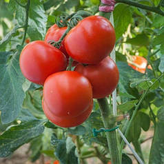 Полфаст F1 Bejo 1000нас, насіння ранніх томатів, ультраранній червоний томат, профнасіння томатів