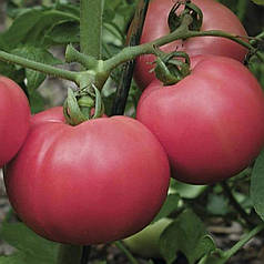 Торбей F1 Bejo 1000нас, насіння рожевого томату, профнасіння рожевих помидорів
