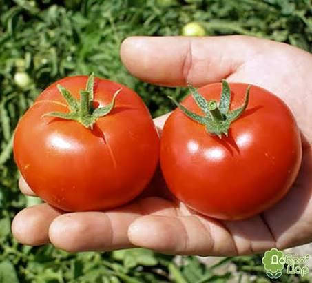 Топспорт F1 томат ранній Bejo Zaden 1000 насінин, проф насіння томатів, фото 2