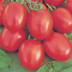 Беніто F1 томат ранній Bejo Zaden 1000 насінин, насіння ранніх томатів